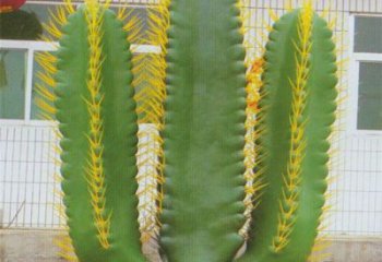 仙人棒雕塑擺件標準，景區案例，仿真仙人棒雕塑常用廠家