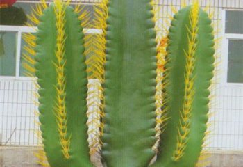 萍鄉庭院仙人掌雕塑